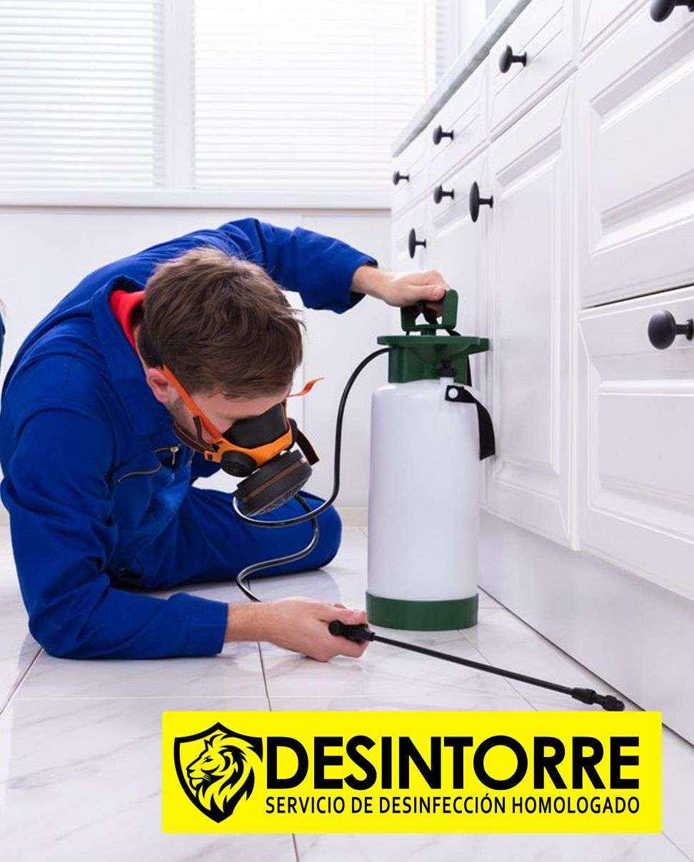 Insectos en la casa: 10 consejos para eliminarlos para siempre por DESINTORRE