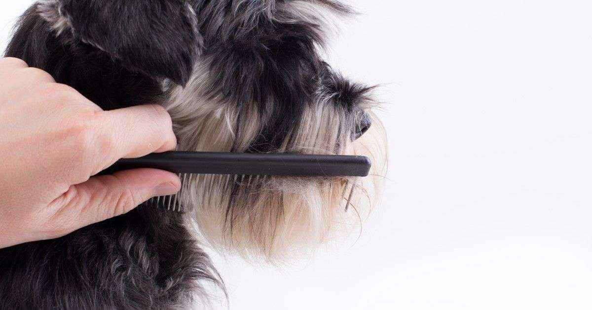 Todo lo que se tiene que saber sobre la muda de pelo de los perros este otoño, según recoge Wamiz