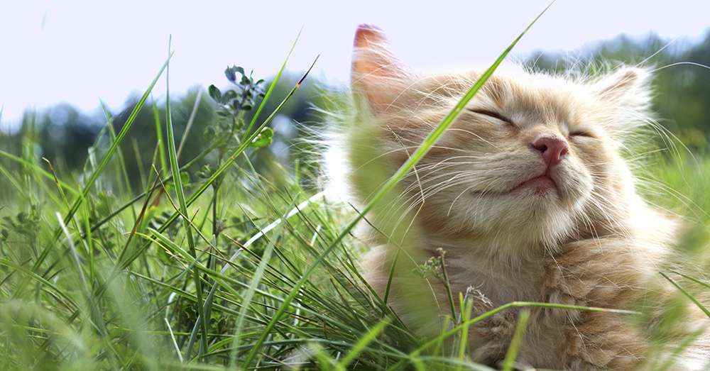¿Qué es la malta para gatos?