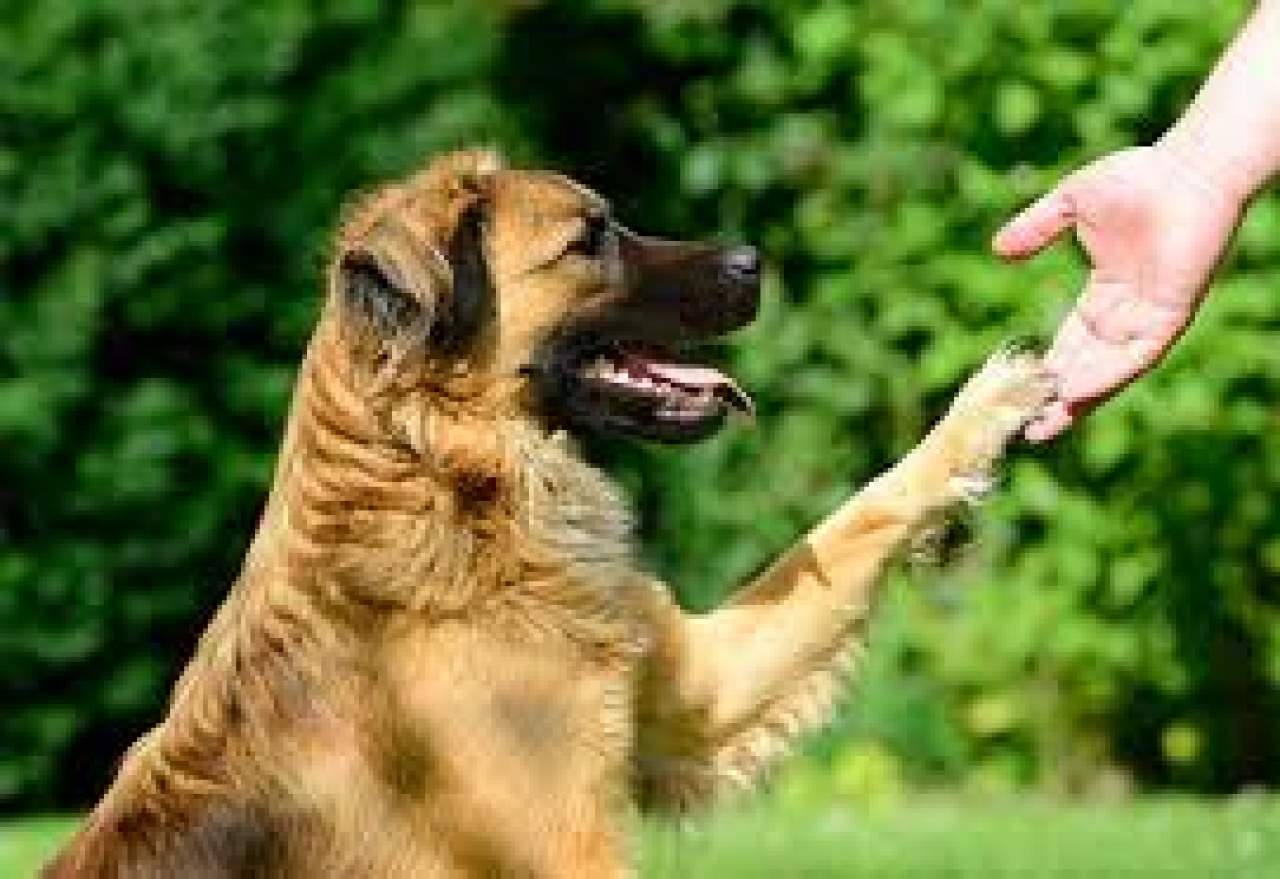 Mejor adiestrador canino en Toledo