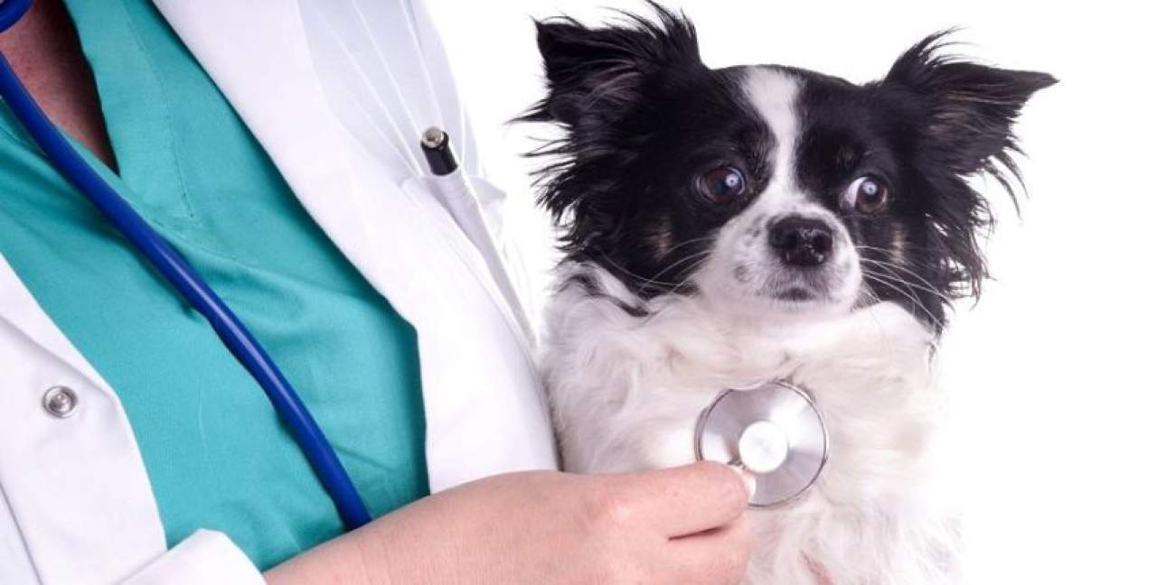 Cursos reconocidos  de veterinaria Madrid