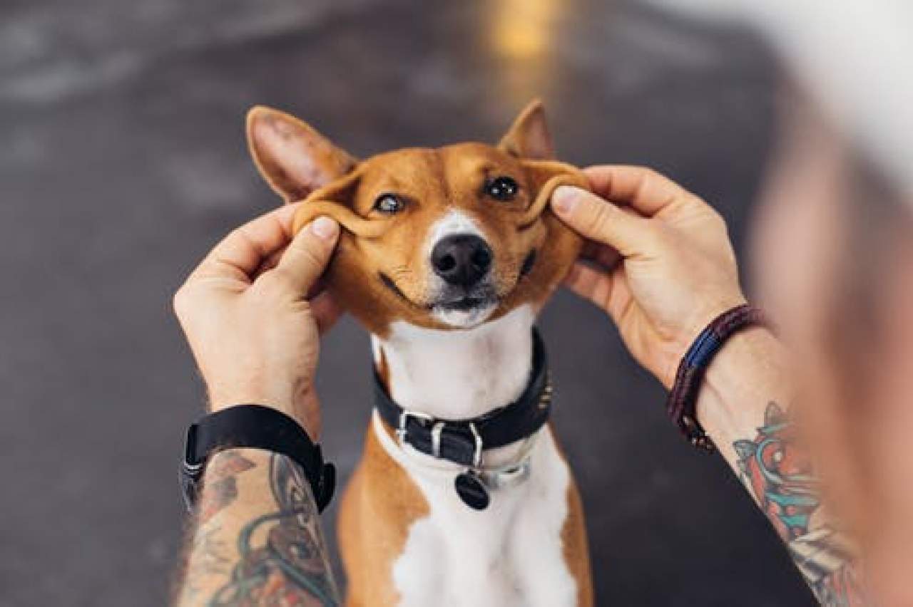 La mejor tienda de veterinaria online