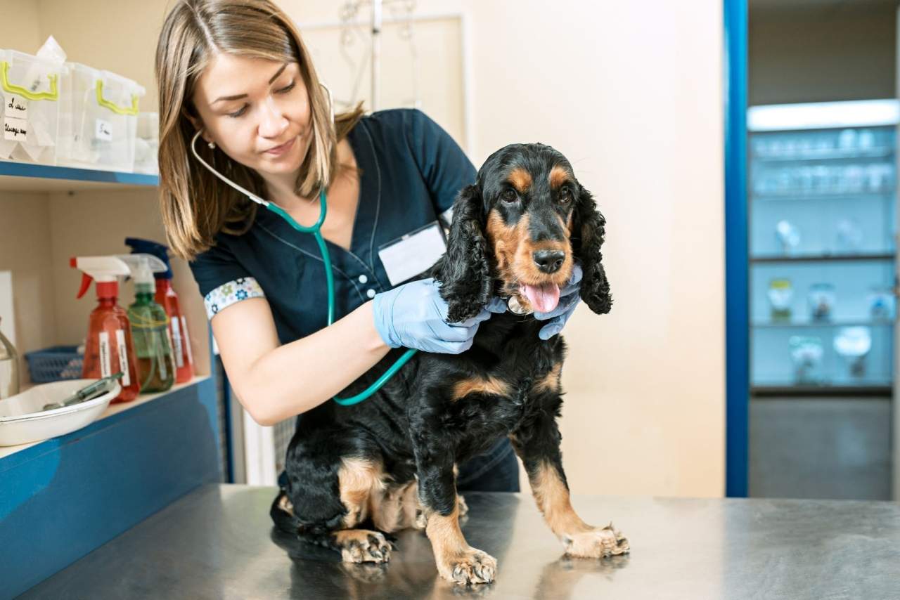 PetClinic, el software veterinario que optimiza la gestión de datos