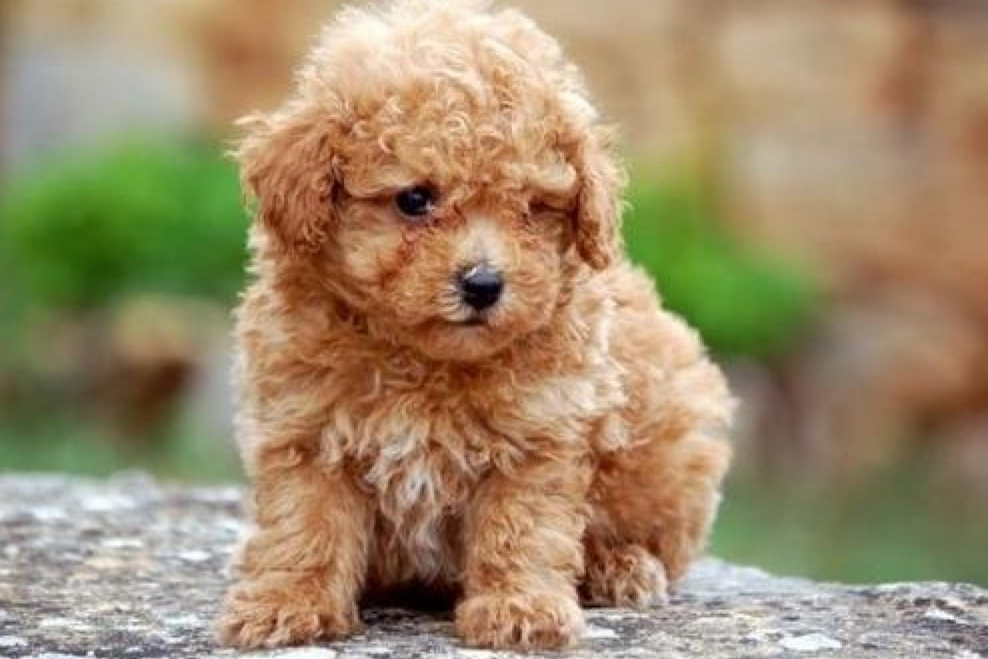 Tienda Cachorro se dedica a la venta de cachorros de núcleo zoológico y ofrece una gran calidad en el servicio