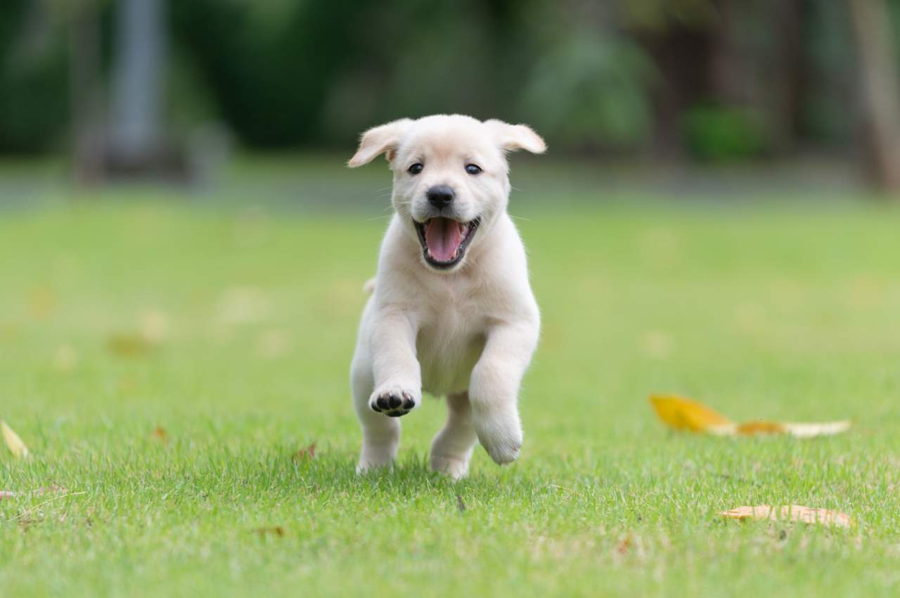 Factor Amigo, servicios de adiestrador de perros en Zaragoza