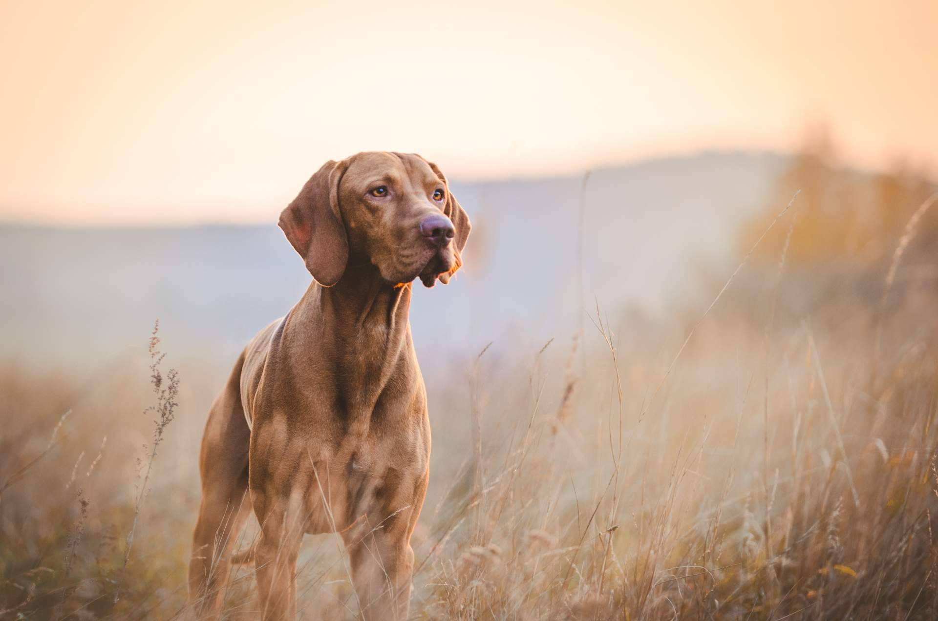 Ventajas de participar en los cursos certificados gratuitos de nutrición, psicología y adiestramiento caninos de Wolves Legacy