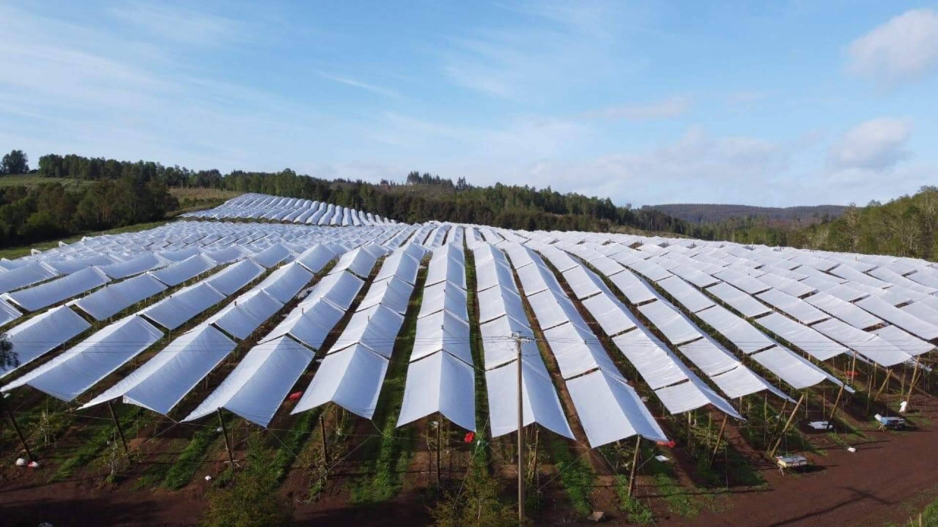 AGRICOVER, la nueva tecnología de protección de cultivos desarrollada por Agralia