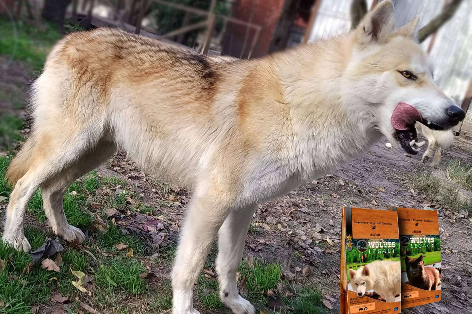 Wolves Legacy: ¿Por qué los lobos y perros lobos CRW son tan importantes para la compañía?