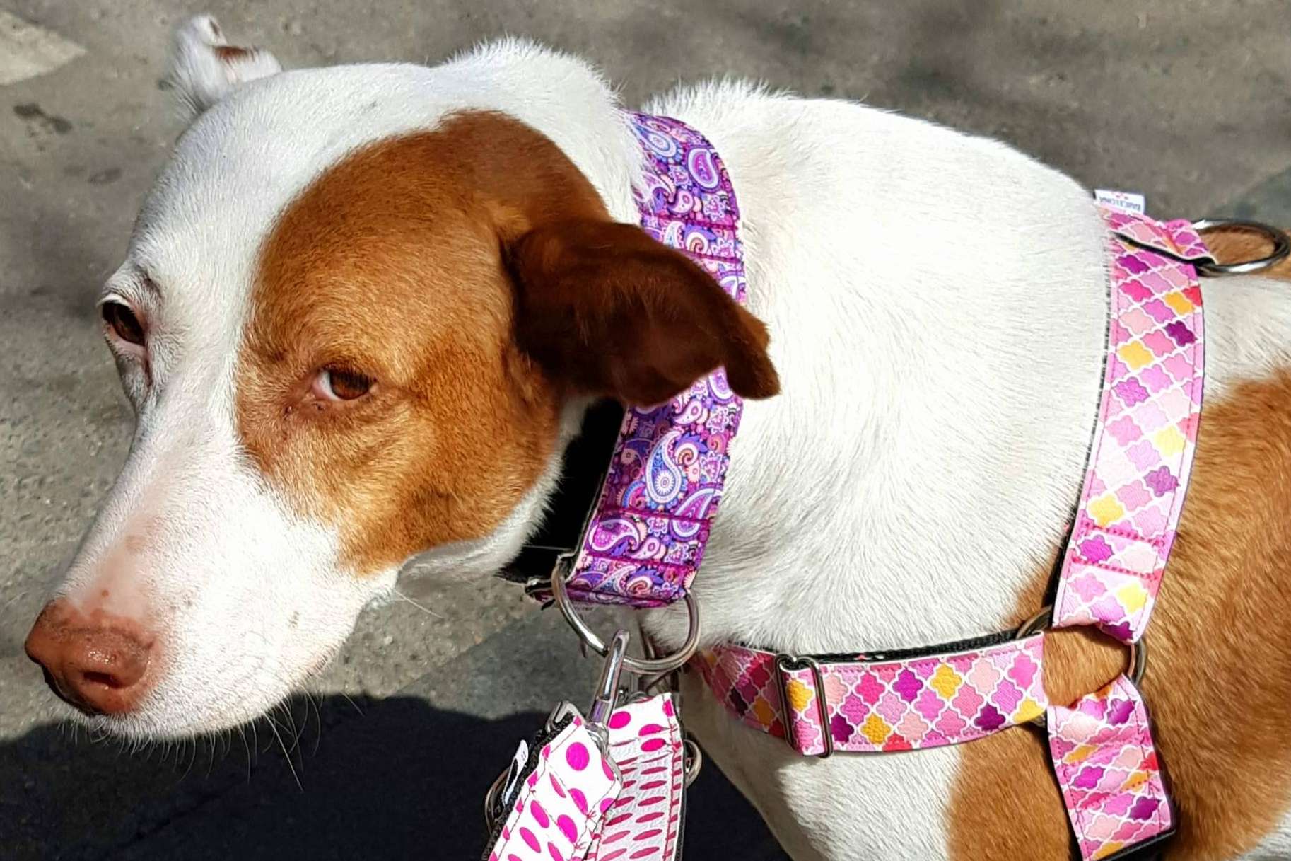 Patitas Barcelona dispone de collares y arneses para perros hechos a medida