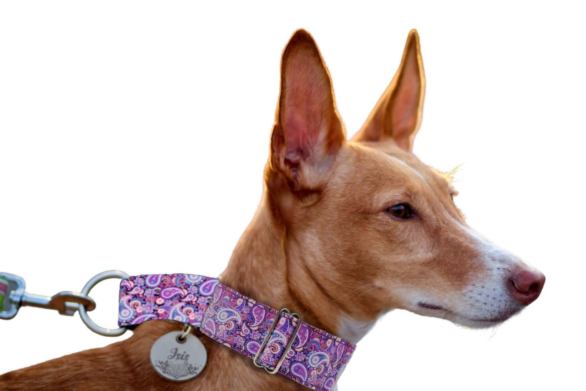 Las ventajas de comprar collares de piel sintética para perros en Patitas Barcelona