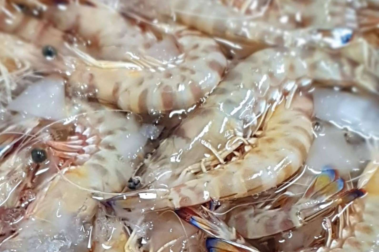 Los langostinos de Sanlúcar, de la lonja a la mesa: comprarpescadoonline.es