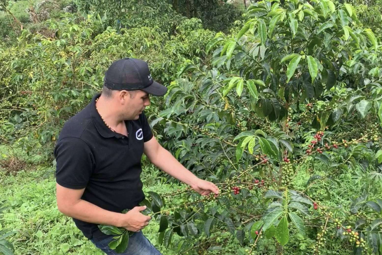 La Guashira exporta, importa y distribuye café de especialidad cultivado en Colombia con raíces alicantinas