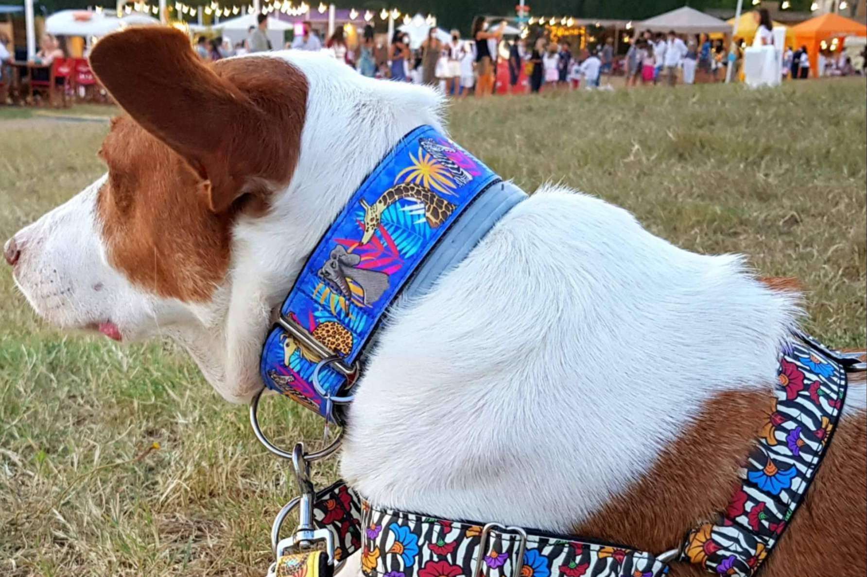 La originalidad y resistencia de los collares a medida de Patitas Barcelona