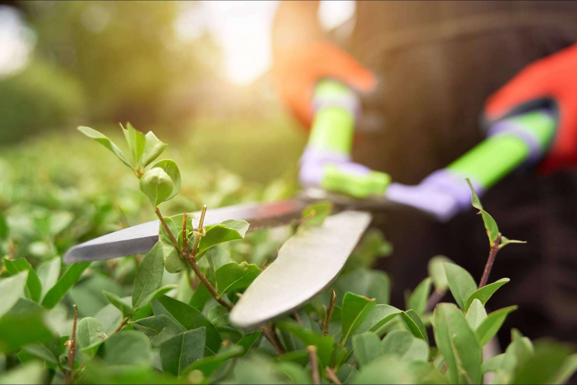 Para eliminar las malas hierbas, Modrego Hogar ofrece un amplio catálogo de herramientas de jardín