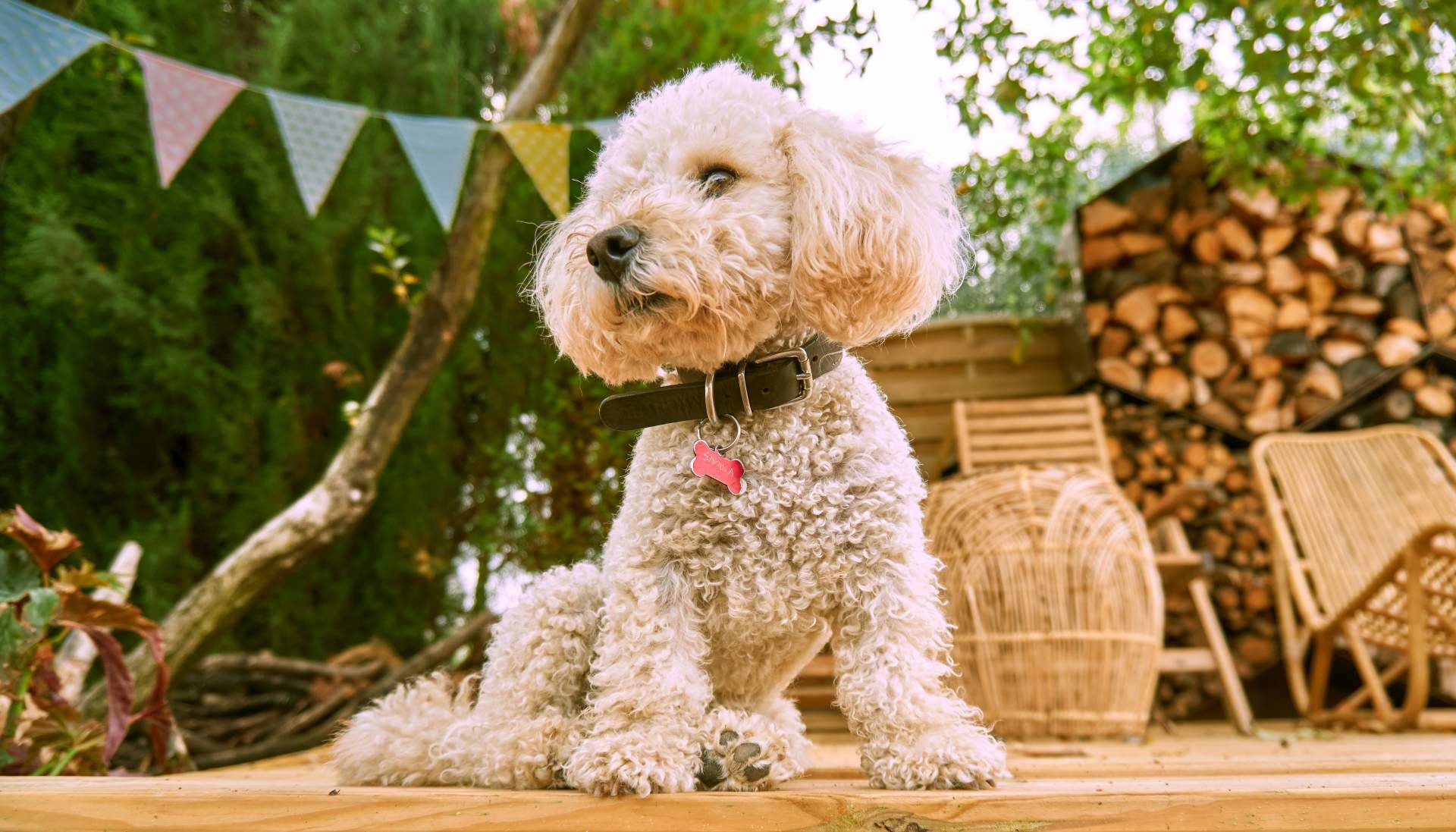 Toda la información acerca los caniche toy en Micaniche.com