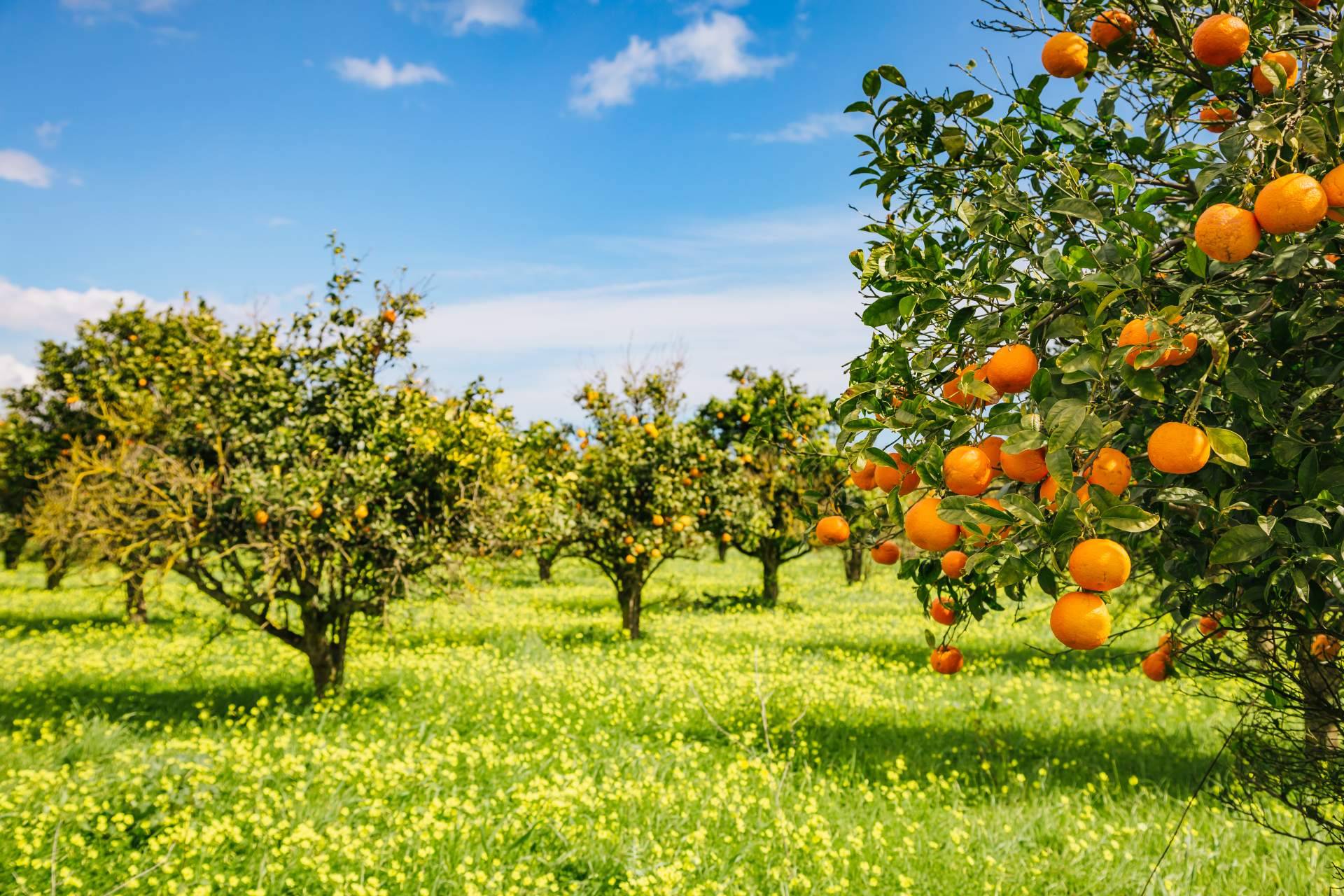 Comprar naranjas de mesa a un gran precio en la tienda online de Finca El Carraixet