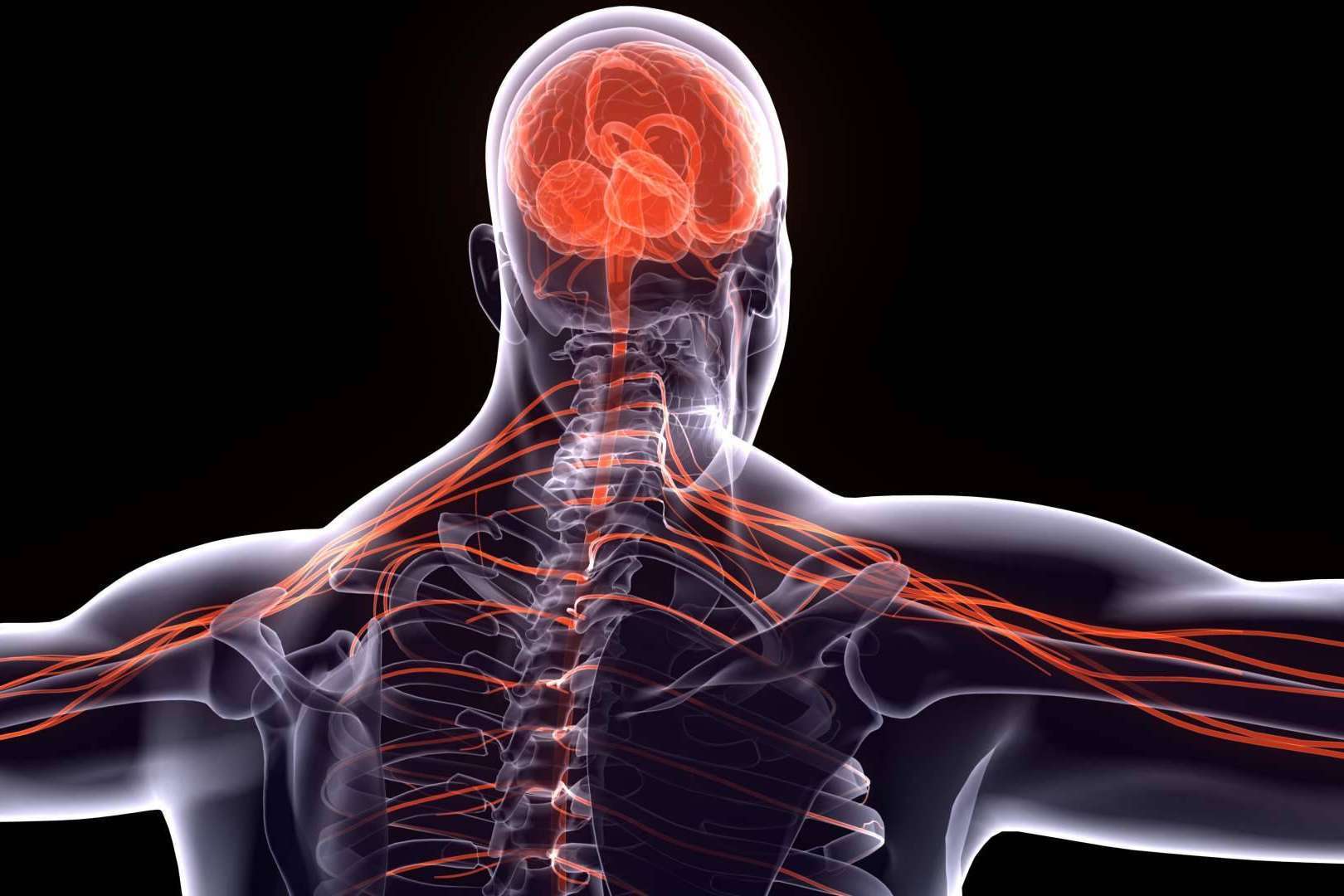 ¿Por qué es importante el sistema nervioso?, por Centre Chiropractic Dr. Marc Bony