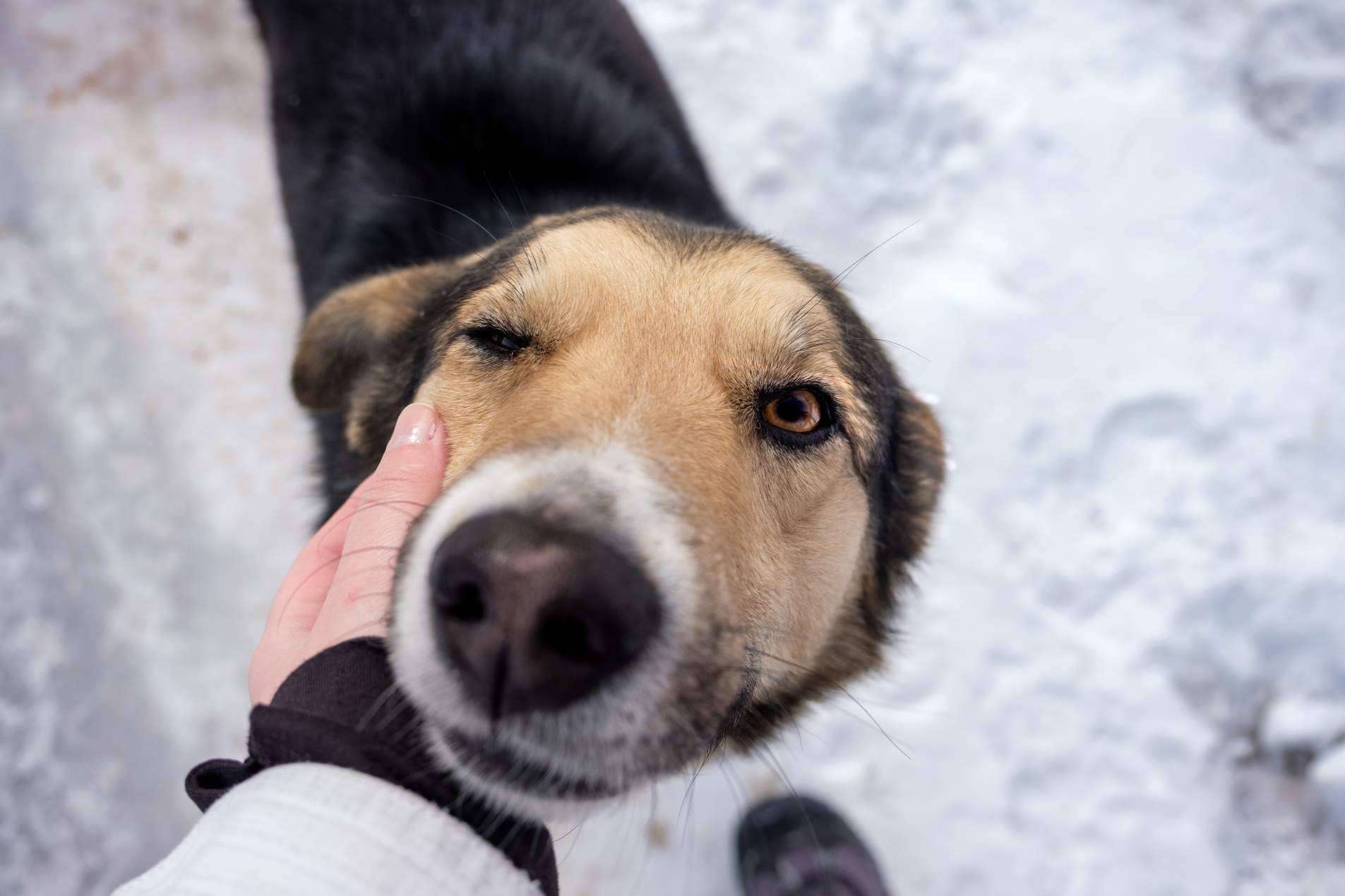 Los cuidados que requieren los perros de cara al invierno, con LovePets