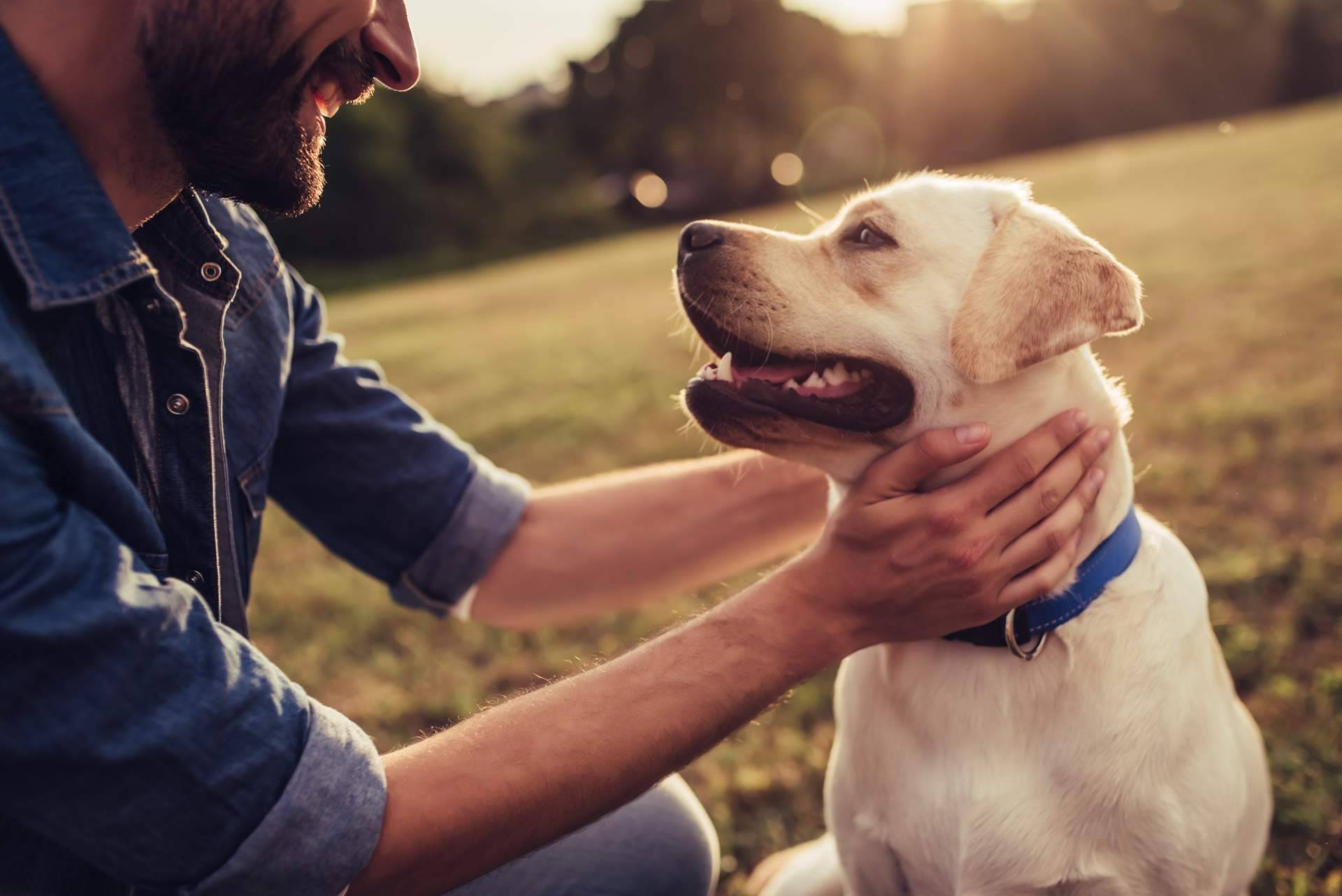 Una iniciativa digital geolocalizada que permite encontrar a una mascota perdida