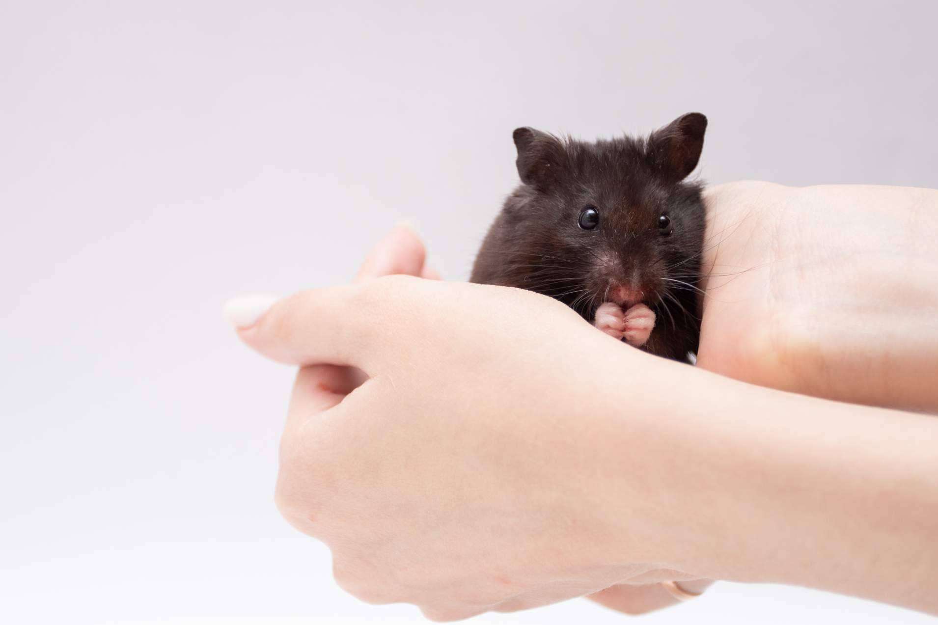 ¿Qué se necesita para la higiene en roedores?, con LovePets