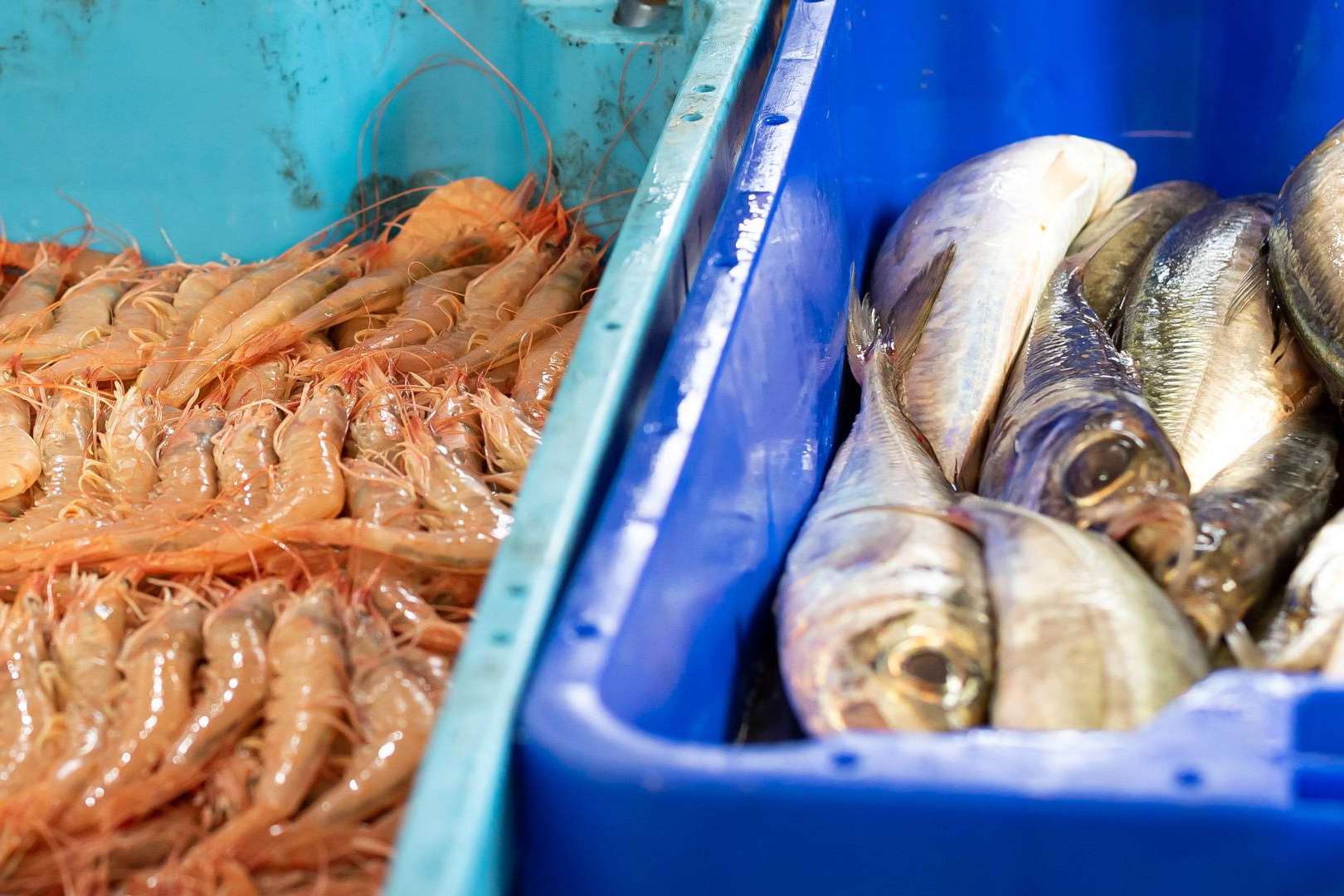 Lonja de Ayamonte, profesionales de la venta de pescados y mariscos frescos