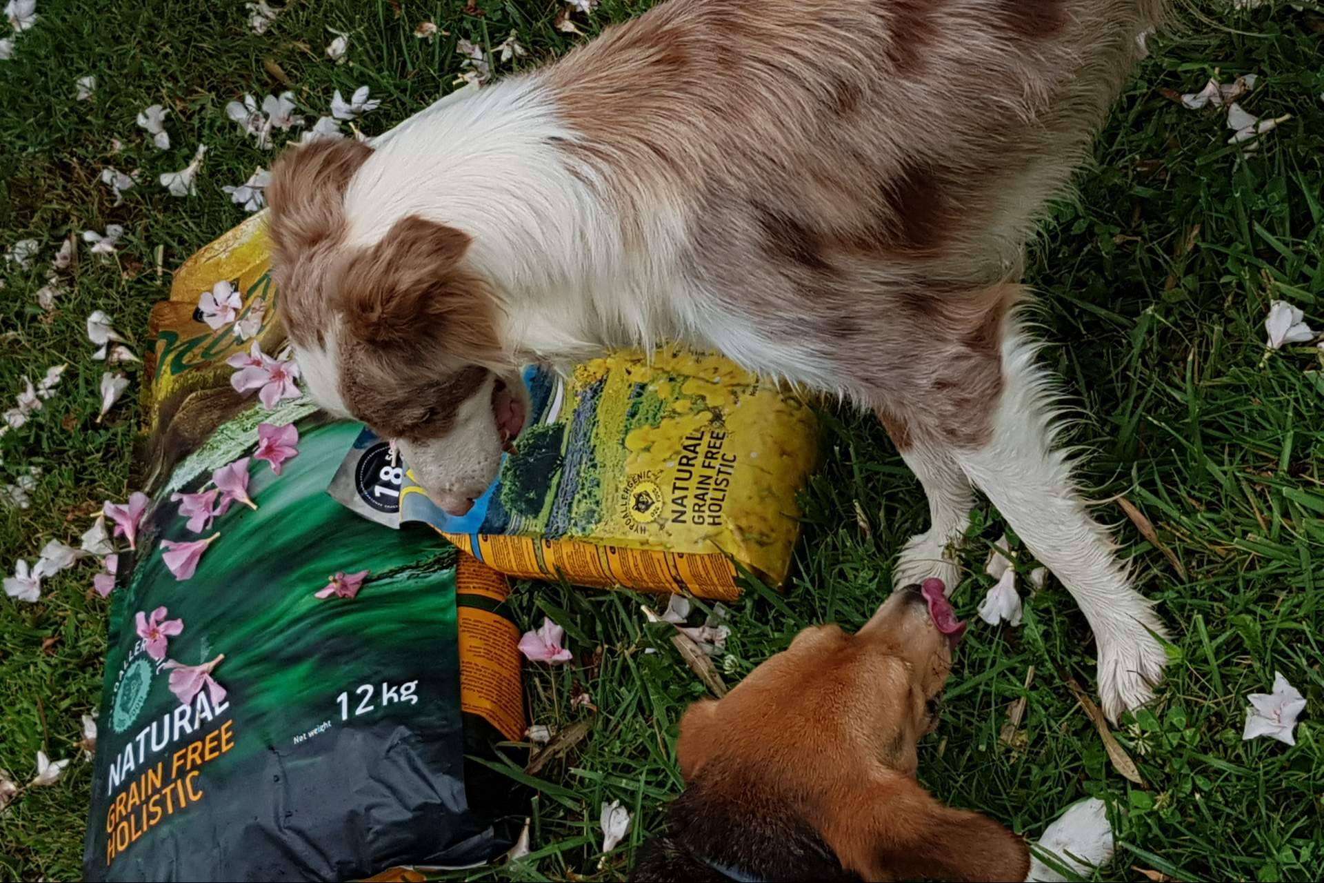 El pienso para perros hipoalergénico de la gama Nature de Satisfaction