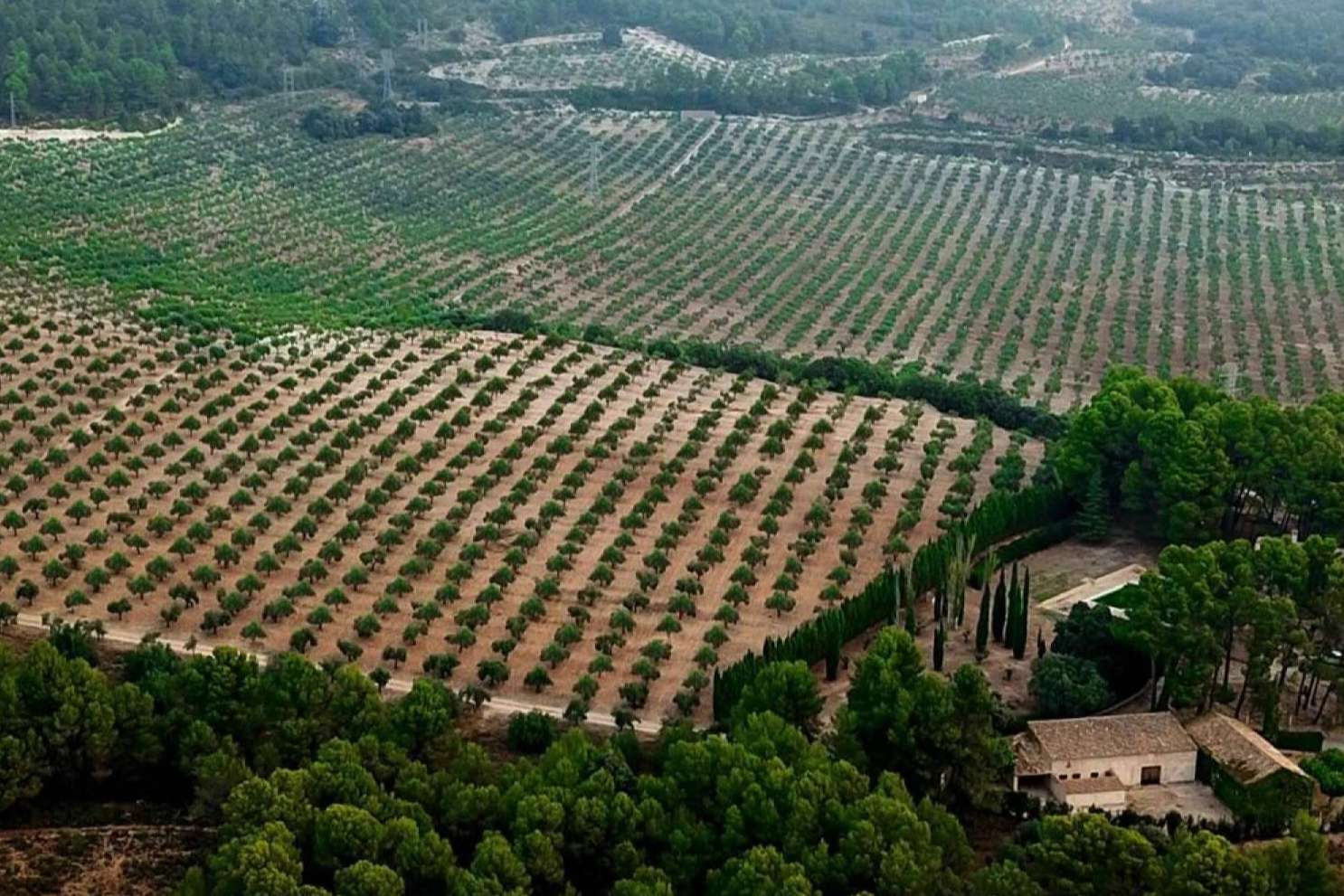 La finca Masía Vilaplana produce aceite de oliva virgen extra