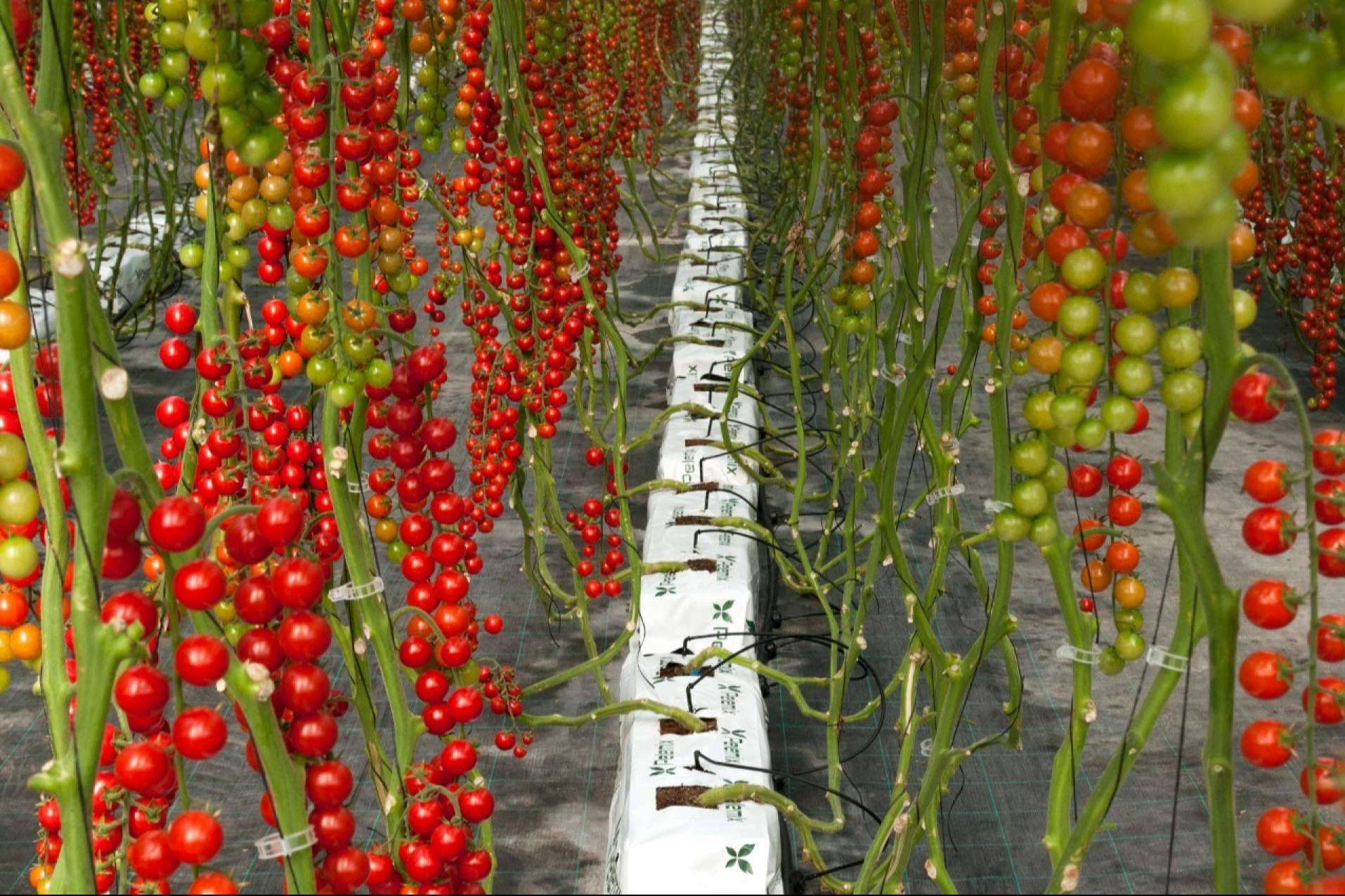 Pelemix cuenta con una solución para los productores comerciales de tomates