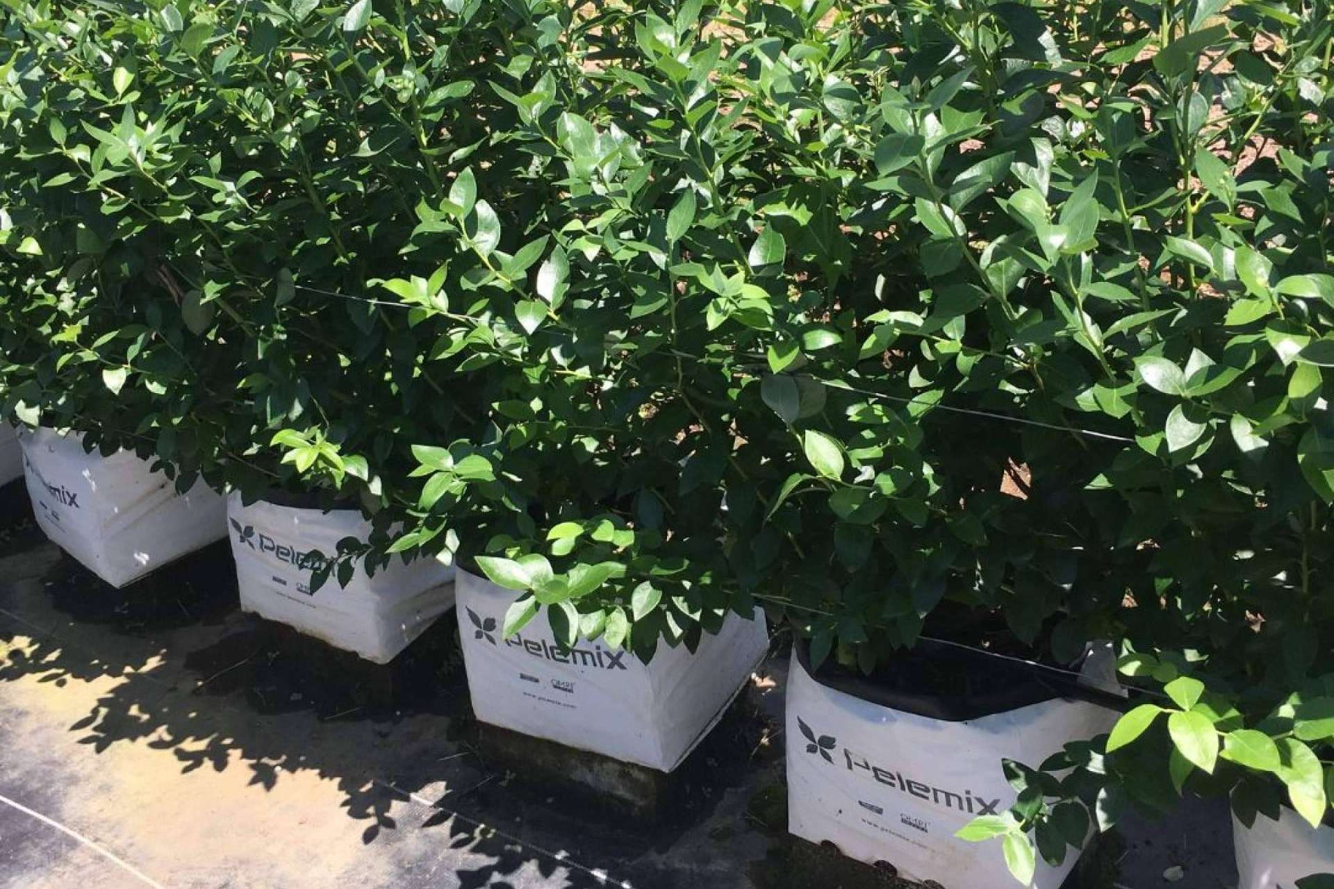 ¿Cuáles son los últimos avances en el cultivo de frutas blandas? Las soluciones Open Tops de Pelemix
