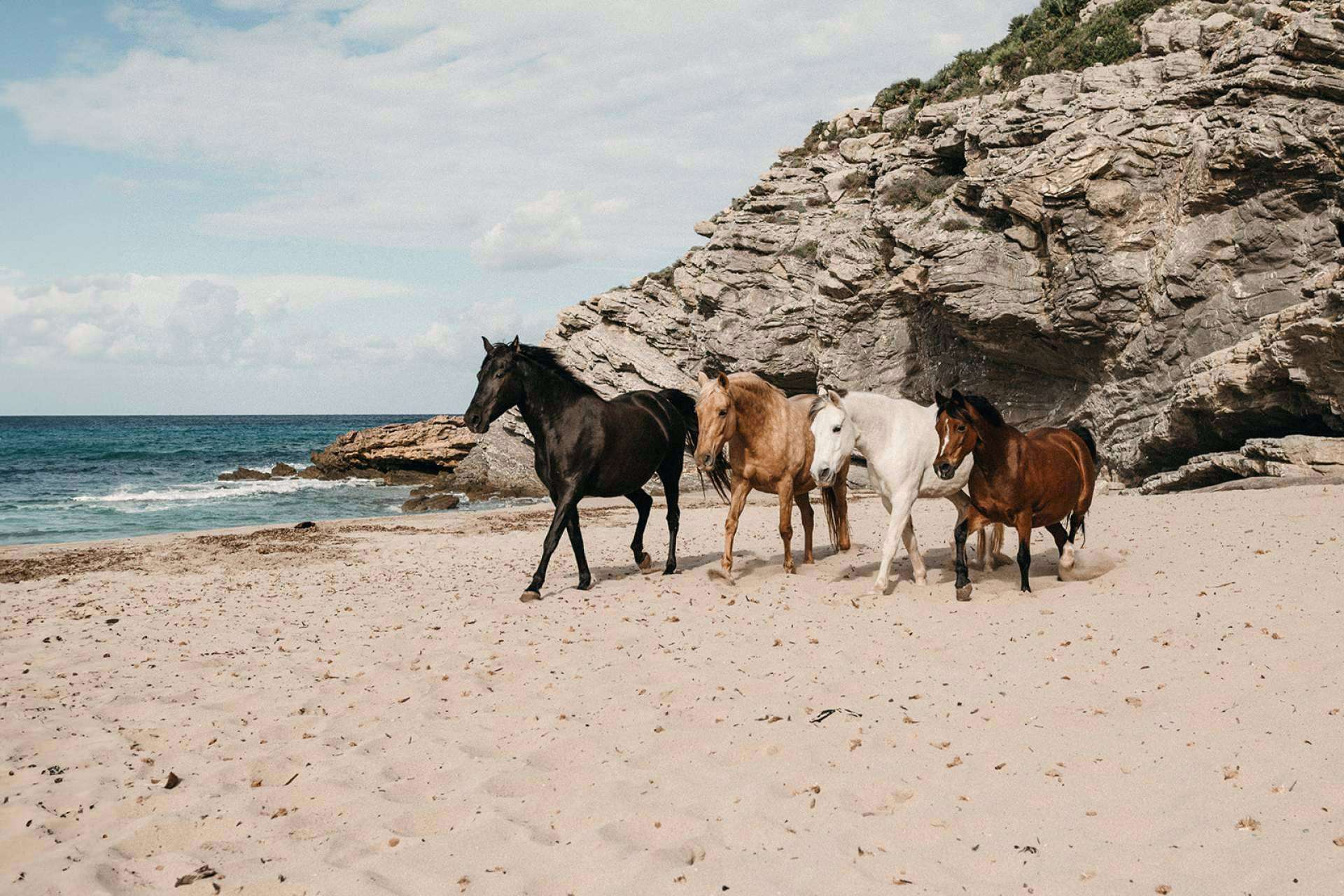 Reducción y gestión de estrés a través de coaching asistido por caballos
