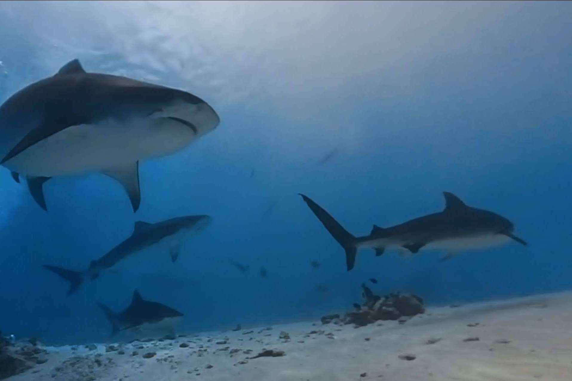 Drop Dive Maldives ofrece paquetes de buceo en Rasdhoo y Fuvahmulah, el paraíso de los tiburones