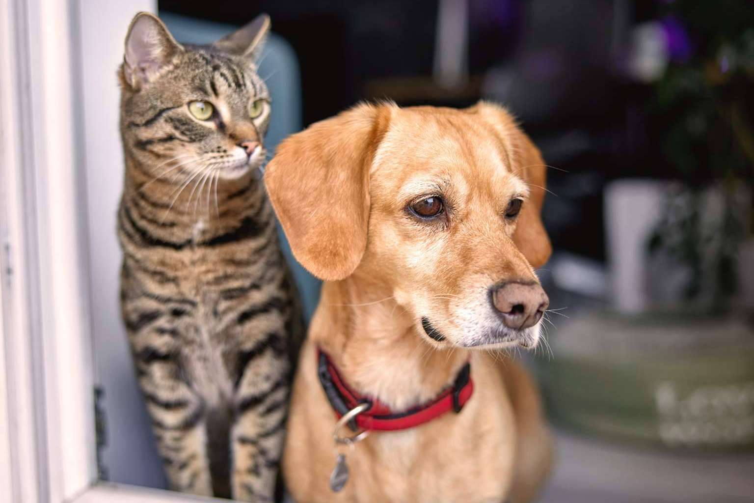 Revolución en el mercado de las mascotas con el seguro que impulsa Línea Directa