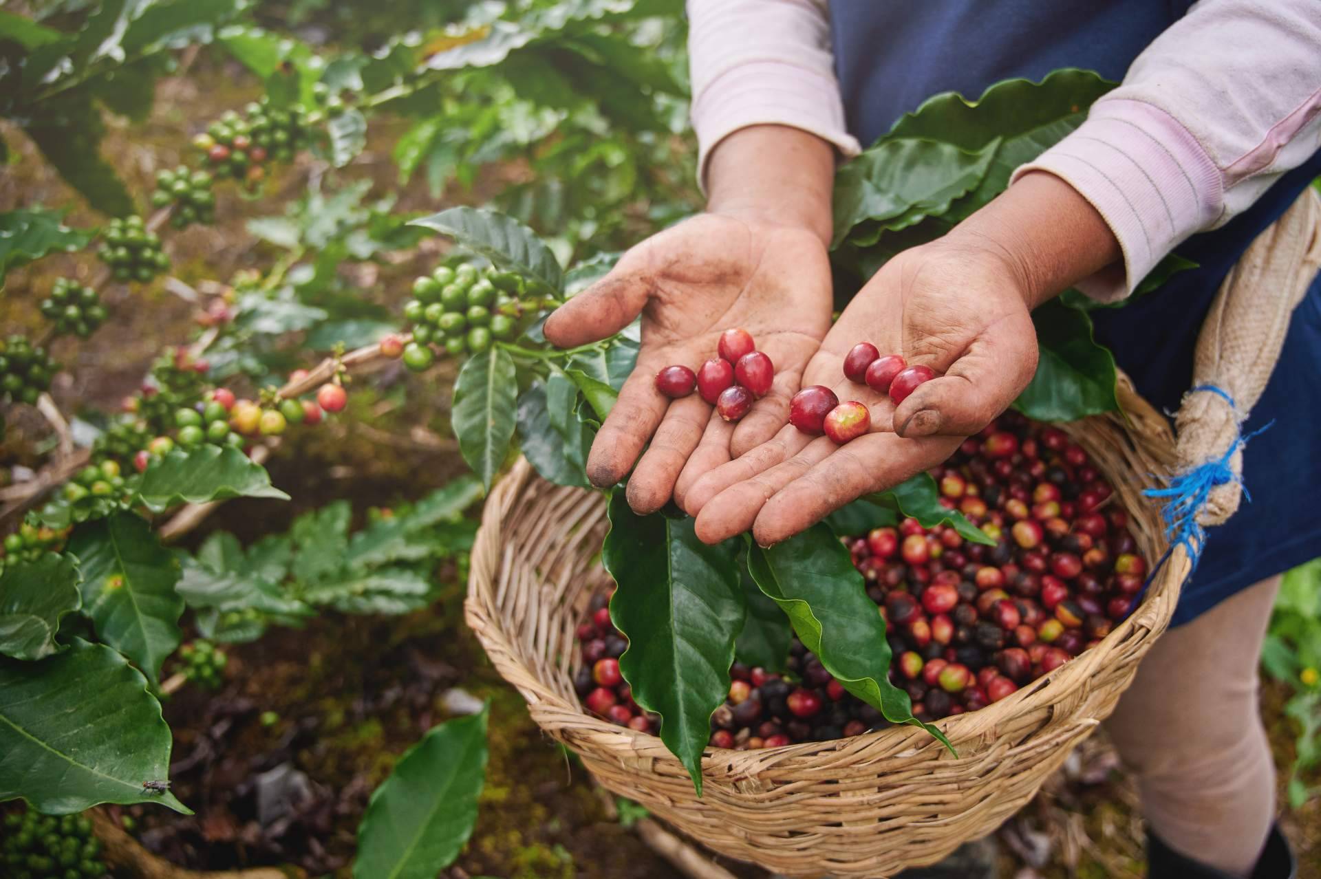 CAFEPARACASA, la nueva apuesta por el café de finca y especialidad al alcance de todos