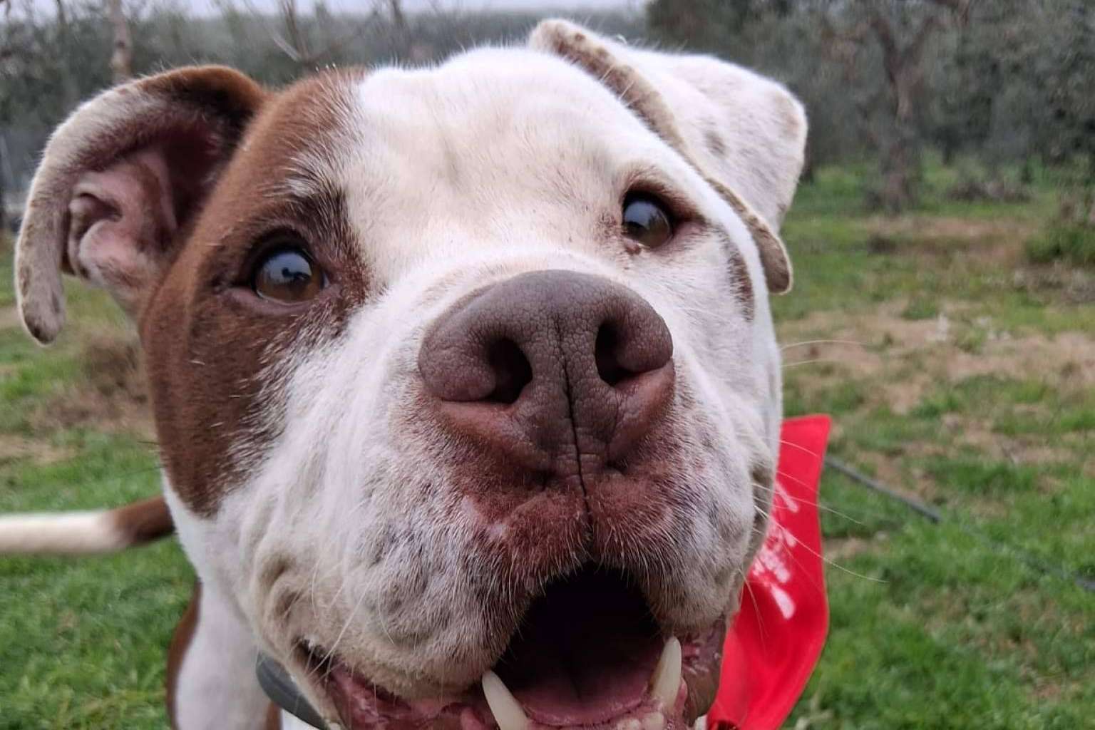 SOS Vidas, esperanza y protección para los animales en situación de abandono